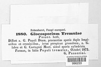 Gloeosporium tremulae image